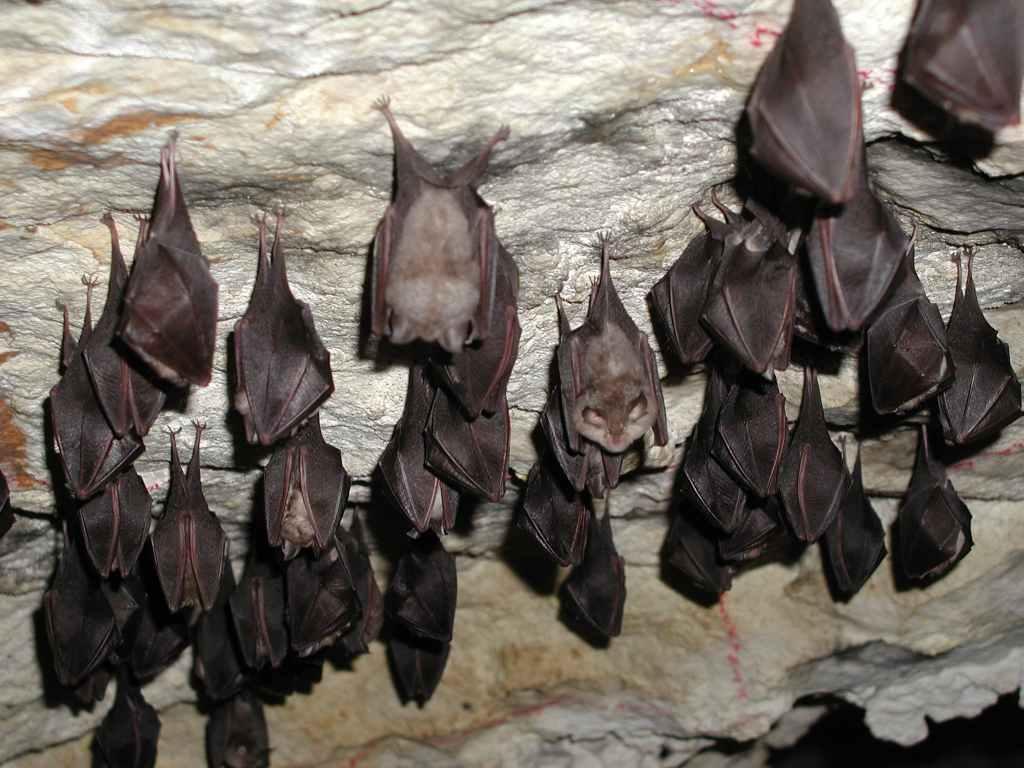 kolonie vrápence v Mladečských jeskyních