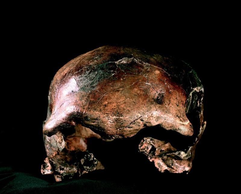 Mladečské jeskyně - lebka