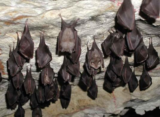 kolonie vrápence v Mladečských jeskyních