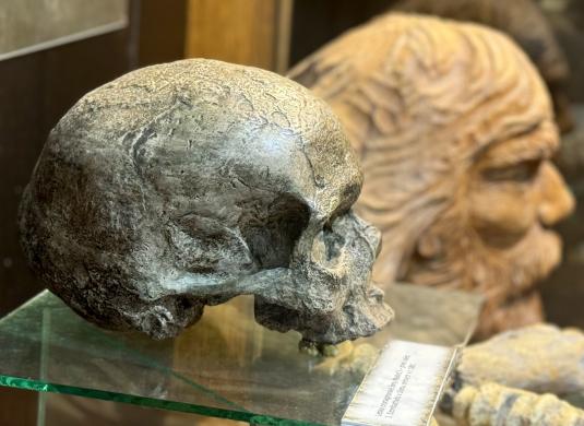 Mladečské jeskyně - lebka