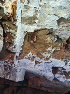 sčítání letounů pod Třesínem, únor 2022