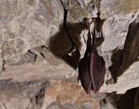 letouni v Maldečských jeskyních